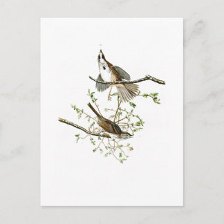 Carte Postale Song Sparrow John James Audubon Oiseaux d'Amérique