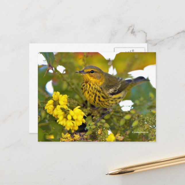 Carte Postale Songbird de Paruline du Cap-Mai avec Mahonia à fle (Devant/Arrière en situation)