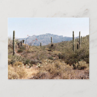 Carte Postale Sonoran Desert Arizona