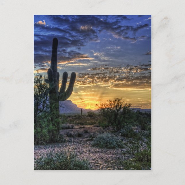 Carte Postale Sonoran Sunrise (Devant)
