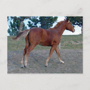 Carte Postale Sorrel Yearling