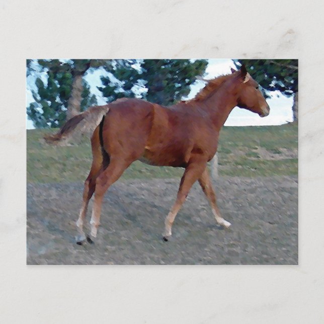 Carte Postale Sorrel Yearling (Devant)