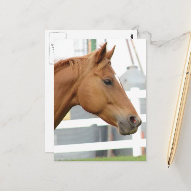 Carte Postale Sorrel Young Gelding (Devant/Arrière en situation)