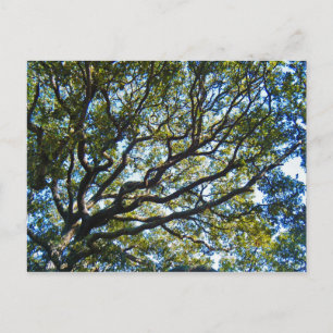 Carte postale Sortie