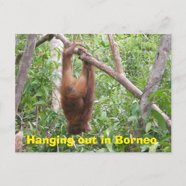 Carte Postale Sortir à Borneo Animaux amusants (Devant)