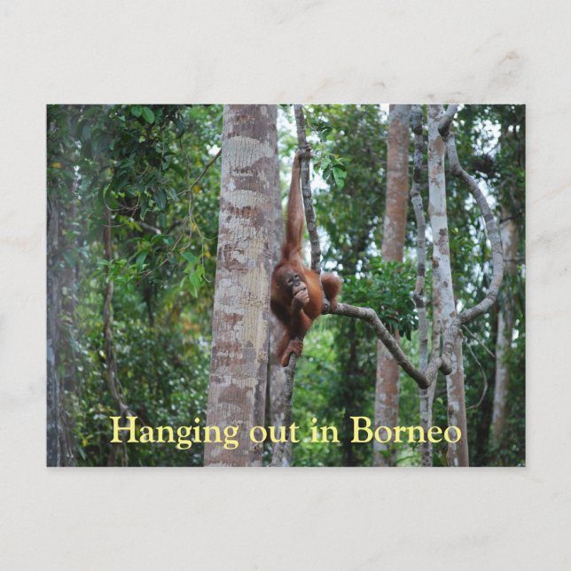 Carte Postale Sortir de l'Orangutan à Bornéo (Devant)