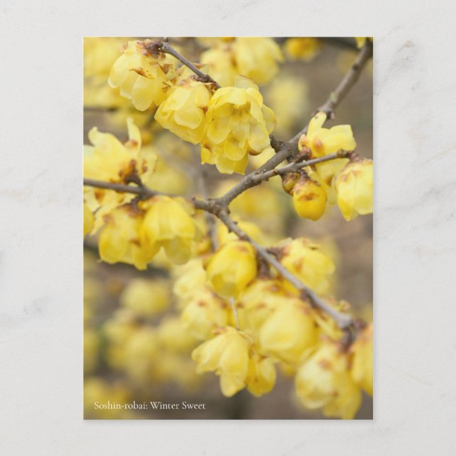 Carte Postale Soshin-robai : Sweet hivernal [Carte postale] (Devant)