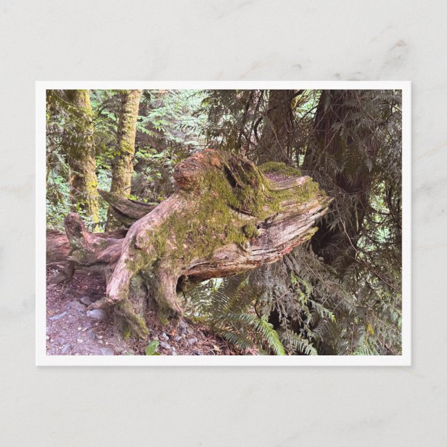 Carte Postale Souche d'arbre (Devant)