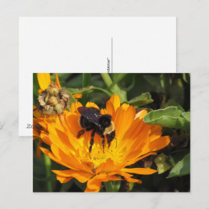 Carte postale - Souci et abeille