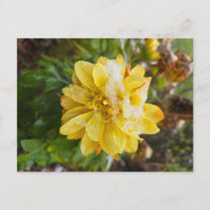 Carte Postale Soucis dans la neige