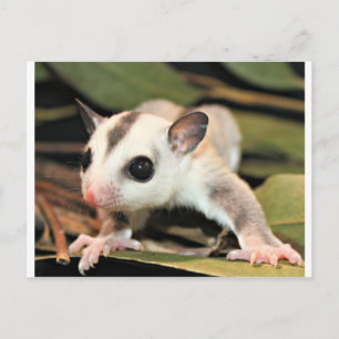 Carte Postale Sougar Glider