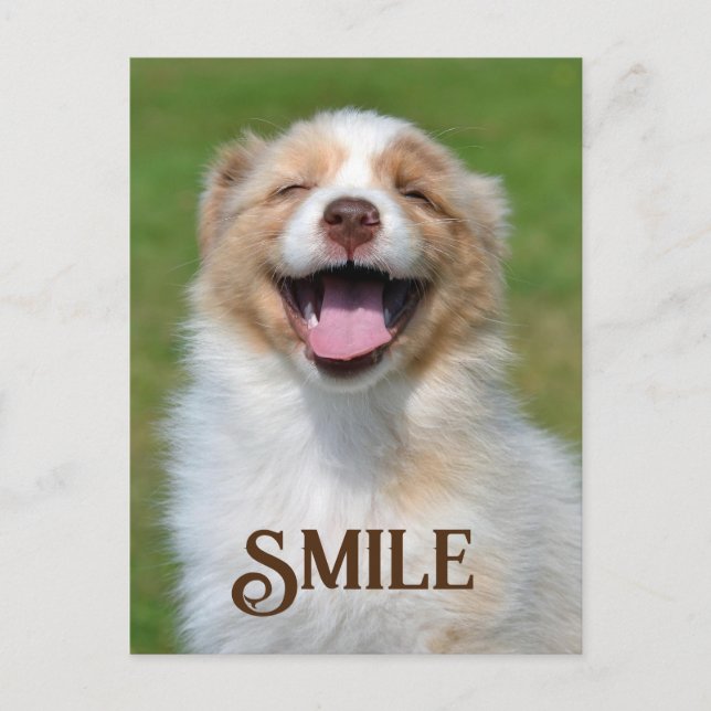Carte postale Souriant Chien Chien Chien Coquelico (Devant)