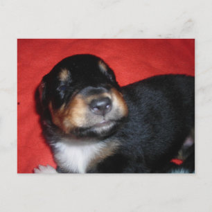 Carte Postale Sourire aux chiots