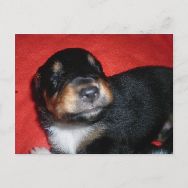 Carte Postale Sourire aux chiots (Devant)
