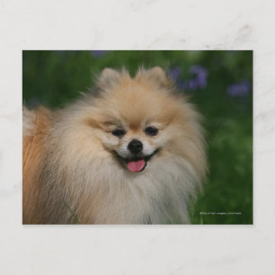 Carte Postale Sourire de Poméranie