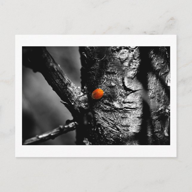 Carte Postale sourire pour un coccinelle (Devant)