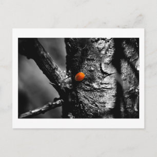 Carte Postale sourire pour une coccinelle