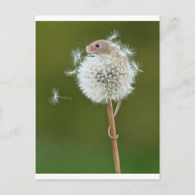 Carte Postale Souris (Devant)