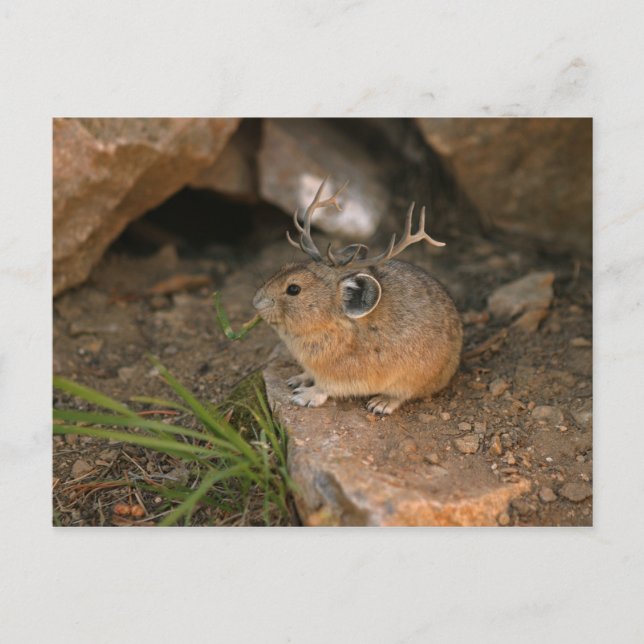 Carte Postale souris (Devant)