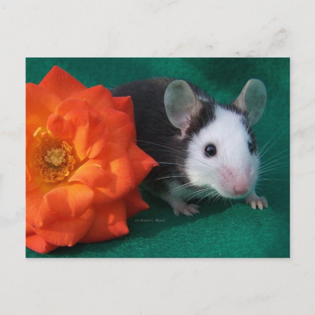 Carte Postale Souris blanche noire et rose à thé orange (Devant)
