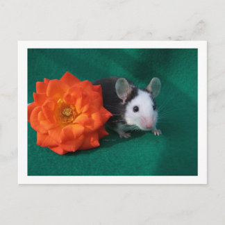 Carte Postale Souris blanche noire et rose à thé orange