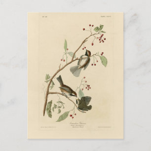 Carte Postale Souris canadien de Audubon's Birds of America