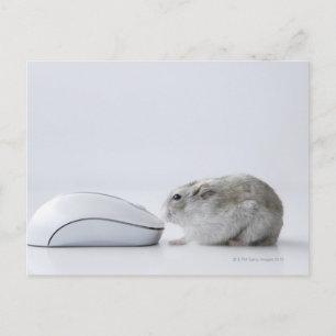Carte Postale Souris de hamster et d'ordinateur