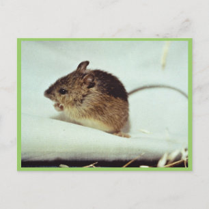 Carte Postale Souris de sonnerie de pré-Prebles