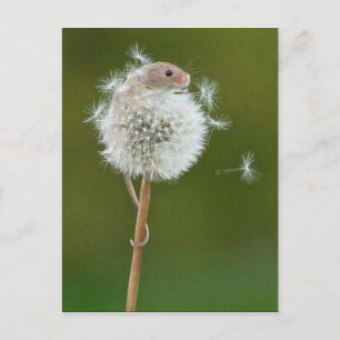 Carte postale - Souris des champs & Pissenlit