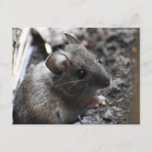 Carte Postale Souris en bois