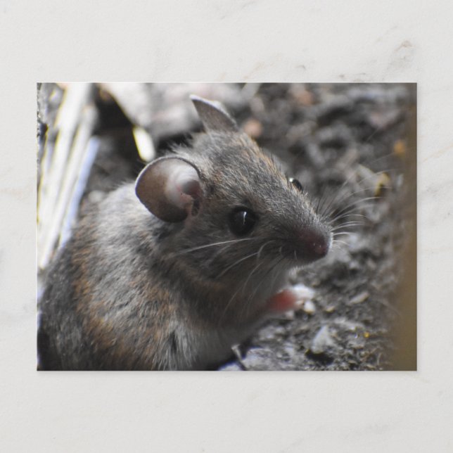 Carte Postale Souris en bois (Devant)
