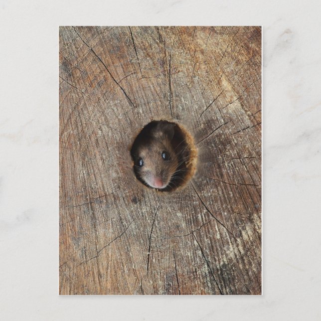 Carte Postale Souris en bois (Devant)