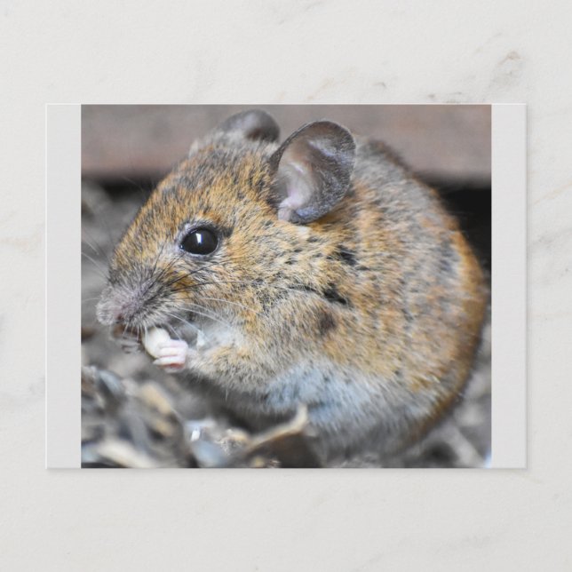 Carte Postale Souris Minuscule Magnifique  (Devant)