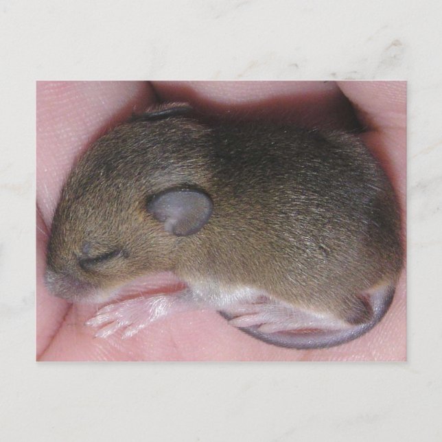 Carte Postale Souris Minuscule Pour Bébé Avec De Mignons Oreille (Devant)