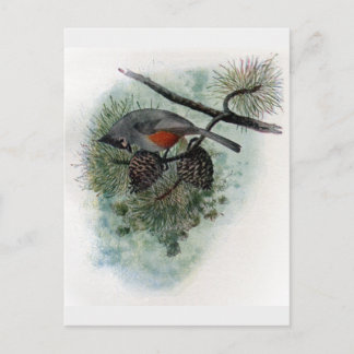 Carte Postale Souris pointu perché sur Pinecone