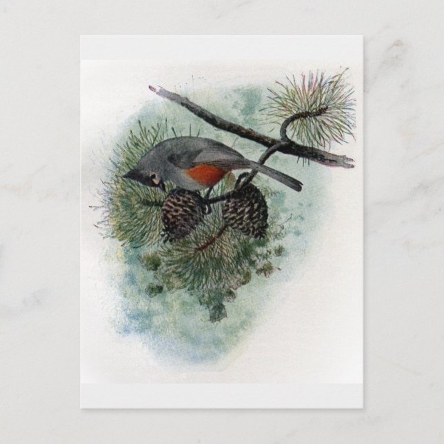 Carte Postale Souris pointu perché sur Pinecone (Devant)