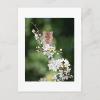 Carte Postale - Souris Sauvage Profitant De La Fle