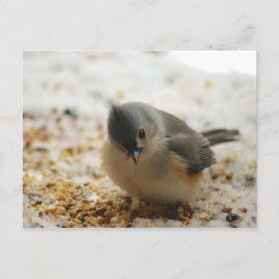 Carte Postale Souris Tufted adorable