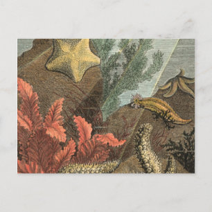 Carte Postale Sous la mer