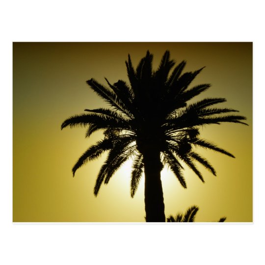 Carte Postale Sous les palmiers