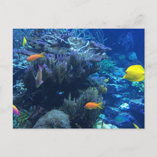 Carte Postale Sous L'Océan Eau Monde Et Été (Devant)