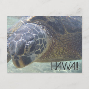 Carte postale sous-marine de la tortue marine