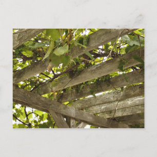 Carte Postale Sous une canopée de raisins