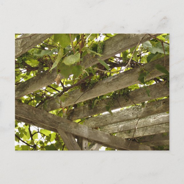Carte Postale Sous une canopée de raisins (Devant)
