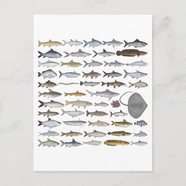 Carte Postale South Asia Freshwater Fish Group (Devant)