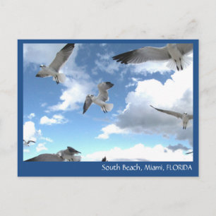Carte postale South Beach Miami Florida Seaguls