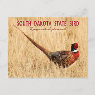 Carte Postale South Dakota State Bird : Pheasant à cou cerf
