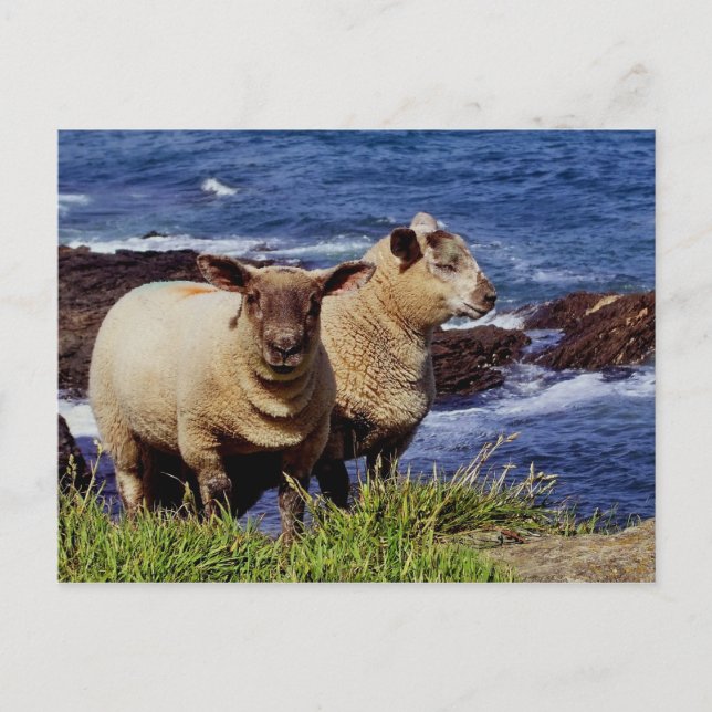 Carte Postale South Devon Deux Agneaux Sur Le Chemin Côtier Clif (Devant)