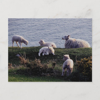 Carte Postale South Devon Sheep And Lambs On Remote Coastline