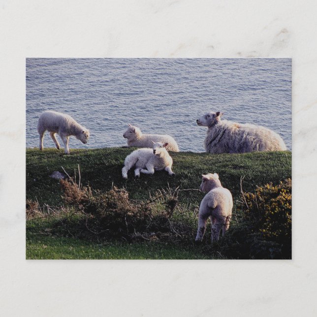 Carte Postale South Devon Sheep And Lambs On Remote Coastline (Devant)